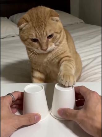 AI萌宠猜纸杯 左下角可以剪同款