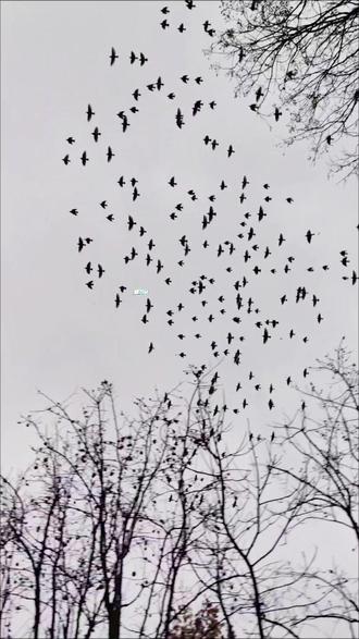 数百只灰椋鸟现身曲江形成小小的“鸟浪”