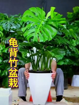 龟背竹 室内绿植四季常青净化空气吸甲醛好养易活土培水培