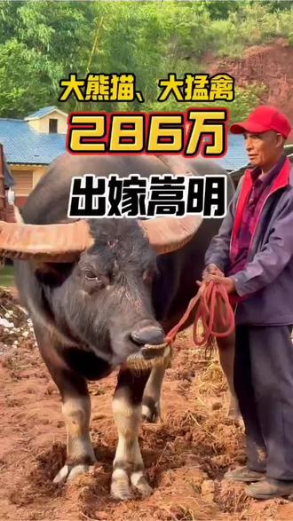 劲爆消息:今天云南石林圭山亚太斗牛城钱总大熊猫牛王、大猛禽牛王两大超级牛王以286万元的超高身价转让至云南昆明嵩明牛谷孙总旗下,成功创造两头牛王超百万的超级身价!!恭喜孙总喜提牛王。。。
#传统斗牛文化 #大熊猫 #大猛禽