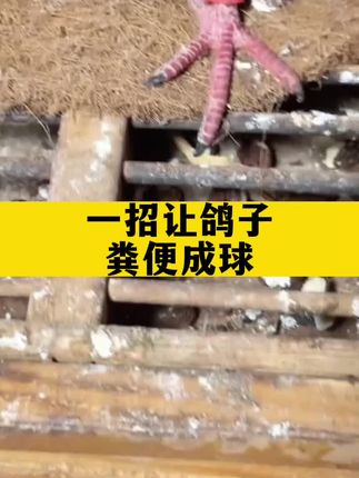 一招让鸽子粪便成球#养鸽人#赛鸽信鸽#种鸽幼鸽#肉鸽#鸽子养殖技术