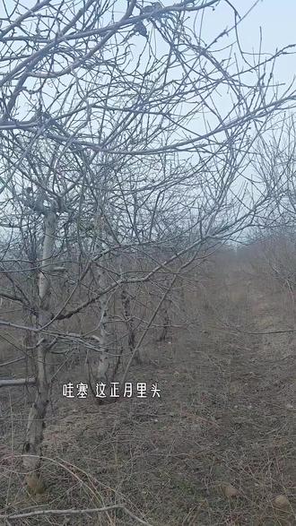 找桃枭,一找一个不吱声,想穿个手串太费劲😂😂#桃枭 #找桃枭 #桃枭有什么作用 #桃枭的作用 #户外