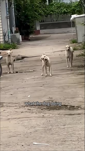 🐶:我的刀盾#狗子回农村 #田园犬 #电子宠物养成记 #狗子的迷惑行为 #萌宠出道计划