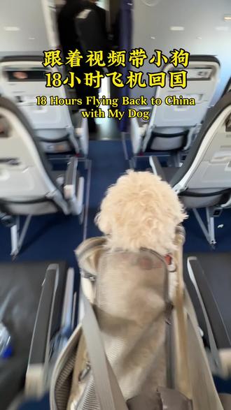 带小狗坐飞机的Vlog和 Tips 每次出门,路上总有不下十人问我怎么带小狗旅行,希望给到大家一些帮助噢。
全程都是DIY。
#一人一狗 #带小狗旅行 #白色雪纳瑞 #带小狗进客舱