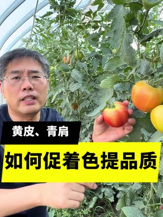 黄皮青肩如何促着色提品质 #三农 #来抖音学农技 #三农 @抖音三农 @抖音创作小助手 @抖音小助手