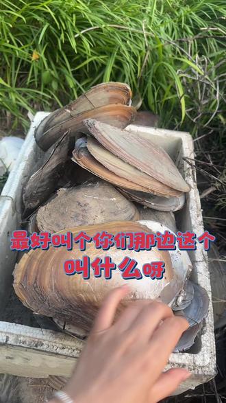 你们那边这个叫什么?#河蚌 #知道这是什么吗