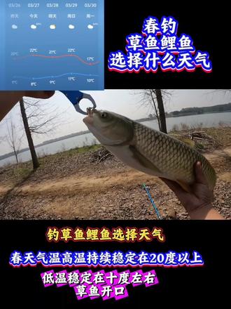 春钓草鱼鲤鱼天气的选择。 #春钓草鱼#春钓鲤鱼 #钓鱼天气 #钓鱼知识#钓鱼实战