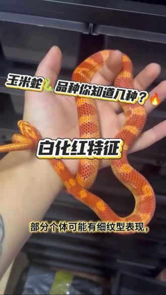 1、外观表现
- 体色:底色通常为白色或橙色,没有黑色素的沉积,所以不会出现野生型玉米蛇的黑色部分。
- 斑纹:呈现为红色或深橘色,边缘为白色,斑纹清晰且对比鲜明,常见的斑纹形状有类似马鞍状等,部分个体可能有细纹型表现,斑纹细腻如笔触。
- 眼睛:眼睛通常为红色,这是因为缺乏黑色素,使得眼睛中的血管等组织颜色显现出来。
- 腹部:幼体腹部呈半透明状,随着成长会逐渐变为淡黄色格子状花纹。
2、基因特性
- 隐性遗传:白化红基因是隐性基因,只有当个体从父母双方都继承到该基因时,才会表现出白化红的性状。如果只从一方继承到白化红基因,个体不会表现出白化红特征,但会成为携带该基因的杂合子,可将基因传递给后代。#宠物蛇 #爬宠 #玉米蛇日常 #玉米蛇科普 #玉米蛇基因 @抖音媒体内容优推官 @抖音创作小助手 @抖音生活观察员