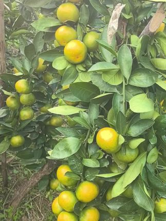 太阳一晒更黄了#蜜橘🍊