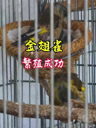 即使是自己繁殖的也是禁止饲养的,因为它不在规定的种类之内,你以为你的就是你的,其实还不是#爱鸟护鸟 #保护鸟类 #笼养鸟