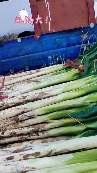 明天黄旗堡大集继续。。。