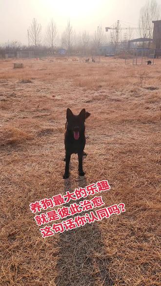 指南针女儿草地上奔跑的影子,像被风写下的诗行,每一步都踏着自由的节拍。它张开嘴,仿佛在笑,也像在喊——“活着真好”。这瞬间,连枯黄的大地都变得温柔起来。#狗狗日常#治愈瞬间#生活碎片