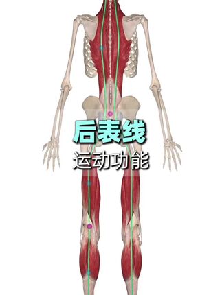 后表线#后表线 #解剖列车 #肌筋膜
