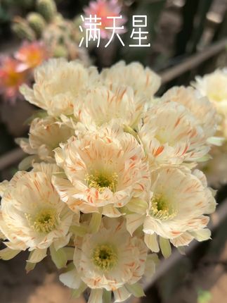 丽花满天星#仙人球开花