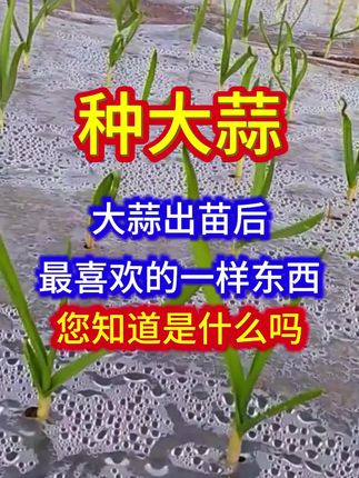 大蒜出苗后,最喜欢的一样东西,您知道是什么吗#大蒜宝宝#大蒜叶面肥#大蒜种植#大蒜管理
