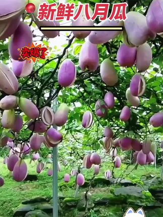 #八月瓜 这么漂亮的八月瓜你吃过吗?它的果肉晶莹剔透,口感软糯香甜,还有一股淡淡的奶香味!妈呀太香了#优质农产品 #家乡特产