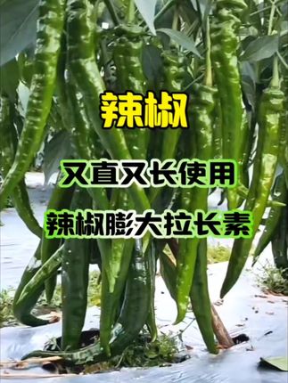 辣椒又直又长,使用辣椒膨大拉长素#农业种植 #种植小技巧 #辣椒膨大拉长素