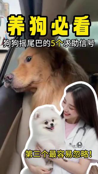 看懂狗狗尾巴语言🔍第4种让人心疼💔