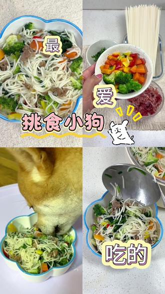 第一次见我家挑食狗吃的这么干净 #宠物干饭日常 #健康狗饭 #柴犬 #挑食狗 #宠物饮食搭配