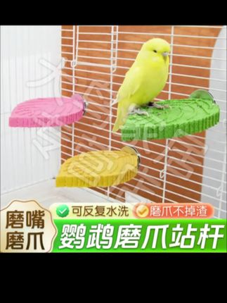 鹦鹉树叶站台,能磨爪能磨牙每个鸟笼都要安装一个!#鹦鹉站台