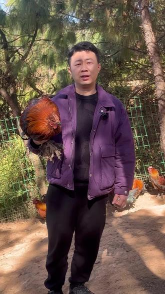 这个跑山鸡的肉质就是安逸#美食 #跑山鸡凉山 #跑山鸡