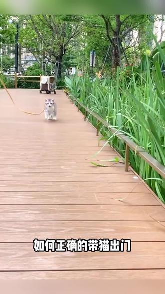 终于找到了这个好看又耐用的小蜜蜂牵引绳啦!#萌宠好物 #铲屎 #牵引绳 #萌宠出道计划 #好物推荐🔥