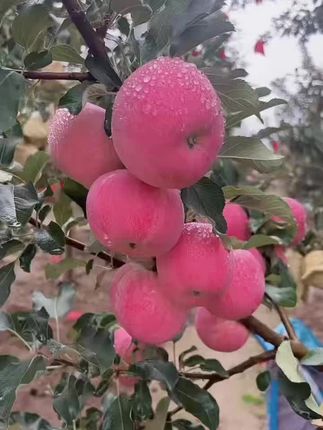 #苹果