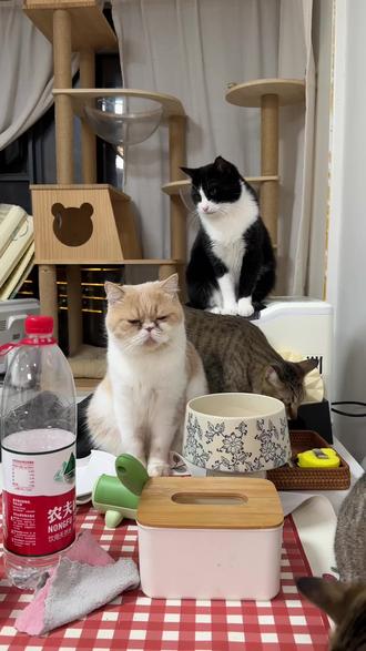 奶牛猫真是太太太太可爱了
#我和我的猫 #奶牛猫