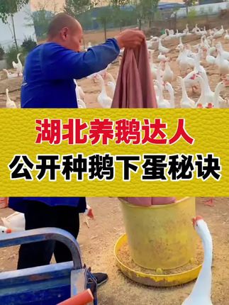 湖北养鹅达人,公开种鹅下蛋秘诀#养鹅小妙招 #养鹅人 #养鸡鸭鹅