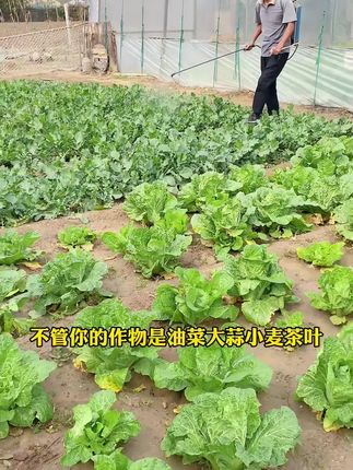 黄叶一喷绿黄叶变绿叶绿素花卉蔬菜果树微量元素通用水溶叶面肥料#水溶肥#叶面肥#果树肥料#花卉肥料#蔬菜肥料