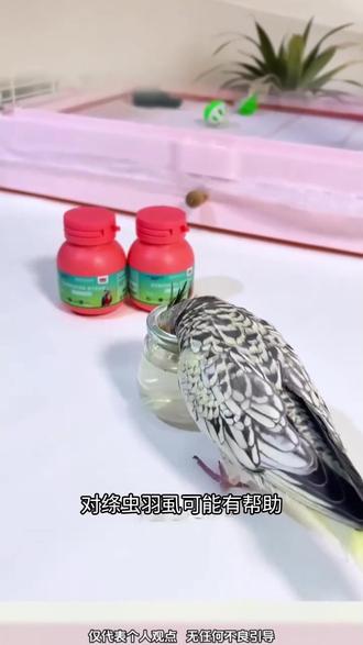 鹦鹉出现频繁啄毛没精神,就要给他做体内驱虫了,每三个月一次做预防 #鹦鹉驱虫 #鹦鹉体内驱虫 #养鸟经验分享