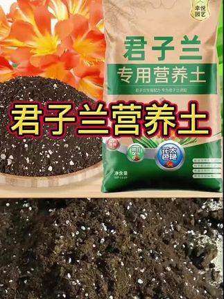 #君子兰 #营养土 #君子兰营养土 #兰花营养土 #花卉种植