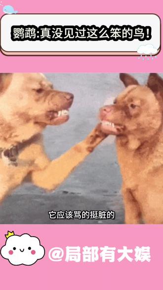 鹦鹉:我真没见过这么笨的鸟!!!#内容太过真实 #鹦鹉 #万万没想到 #不厚道的笑了 #搞笑