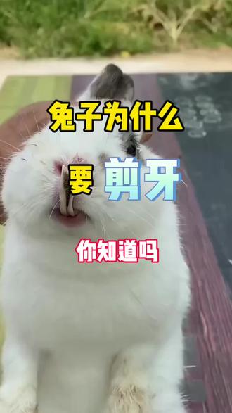 兔子为什么要剪牙,你知道吗#肉兔养殖 #科学养兔 #养兔技术经验分享 #散养兔 #养兔三分靠管理七分靠技术