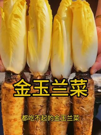 金玉兰菜花盆小院都能种,金玉兰根培育好了,您也种一些吧!#金玉兰菜 #菊苣 #三农金玉兰种植