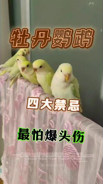 养牡丹鹦鹉小细节分享#牡丹鹦鹉 #宠物鸟 #养鸟 #鹦鹉 #手养鸟