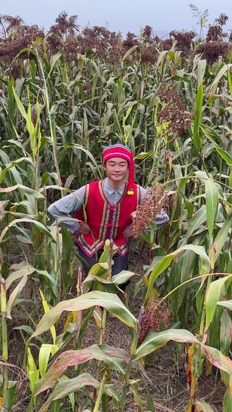有人说让在高粱地拍个哈尼宝贝👶今天到啦……#云南打跳 #洋暖暖 #乡村守护人 #高粱