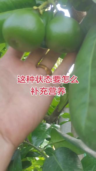 #平和琯溪蜜柚 腐植酸搭配钙镁,膨果防裂,提高果实维C和固形物,提高果实糖分#蜜柚管理