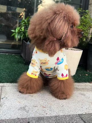 今天又有人问她俩是什么品种、当我说是泰迪时、人家竟然不信!说泰迪的毛是卷的你家是直的😹😹😹