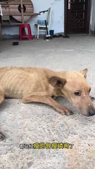 杨哥救助小麦过程#爱狗人士#流浪狗救助