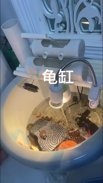 #龟宠时代 龟缸开箱视频