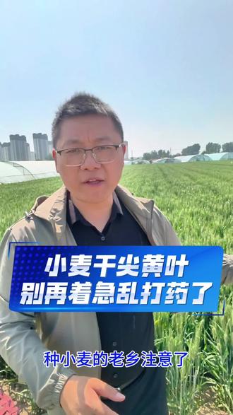 小麦叶片干尖发黄,千万不要乱打药#小麦打药管理 #小麦三遍药什么时候打 #种植小麦的注意了 #小麦三遍药