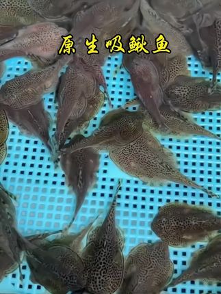 它号称鱼缸里的清洁狂魔,就是这个比过滤器还牛的爬岩鳅!只要你把它放进鱼缸,它的小嘴就像吸尘器一样,加班加点帮你打扫卫生,鱼便残渣、死鱼死虾、水藻青苔都是它的盘中餐,所过之处干干净净,再也不用天天刷缸换水了,而且不增氧不缺氧,喜欢的快去小黄车!#鱼缸里的大自然 #水族爱好者 #养鱼日记 #原生吸鳅 @抖加🔥上热门🔥dou+🔥热点宝