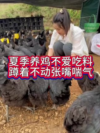 夏季养鸡不爱吃料蹲着不动张嘴喘气#新手养鸡 #养殖小知识 #生态散养土鸡 #养鸡知识