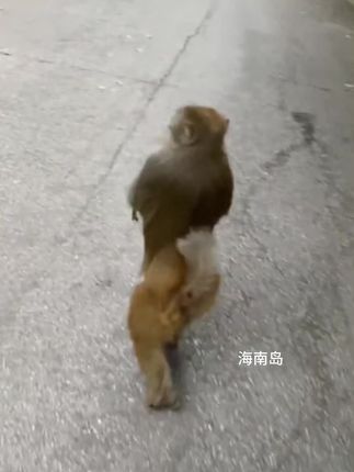 #猴子搞笑配音视频 #看一遍笑一遍 #太逗了
