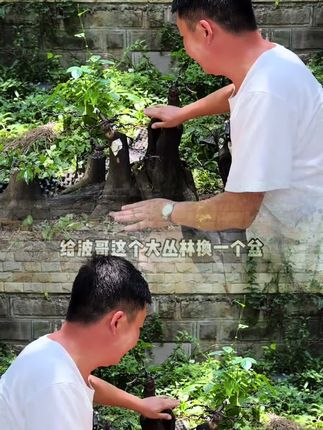 金弹子绿植八合一专用多功能疏松透气营养土家庭园艺#金弹子 #金弹子盆景 #肥料 #花肥 #花卉绿植 @小店随心推 @DOU+上热门 @巨量千川