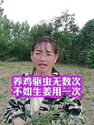 养鸡驱虫无数次,不如生姜用一次#散养土鸡#农村养鸡人#抖音养鸡人感谢官方