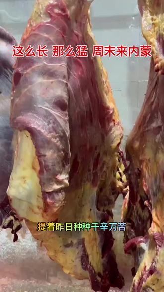 那么长 这么猛 周末来内蒙 内蒙男人的加油站⛽️#呼伦贝尔冰雪英雄会 #内蒙文旅火了