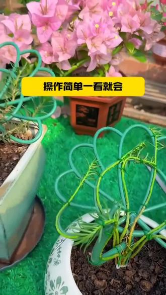 孔雀开屏太阳花架#太阳花架 #孔雀开屏花架 #爱生活爱养花 #养花修心 #好物推荐🔥