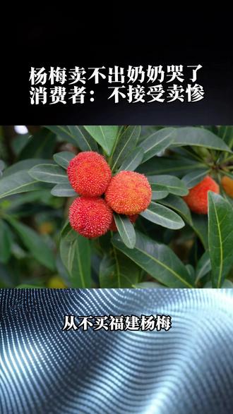 就问一句:果农知不知道杨梅泡药水的事?#杨梅泡药水你还吃吗 #福建漳州杨梅